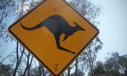 Signs of Warning Logo Design