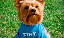 Pet Apparel Logo Design